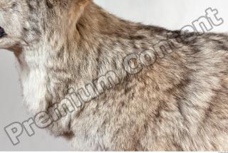 Wolf body photo reference 0002